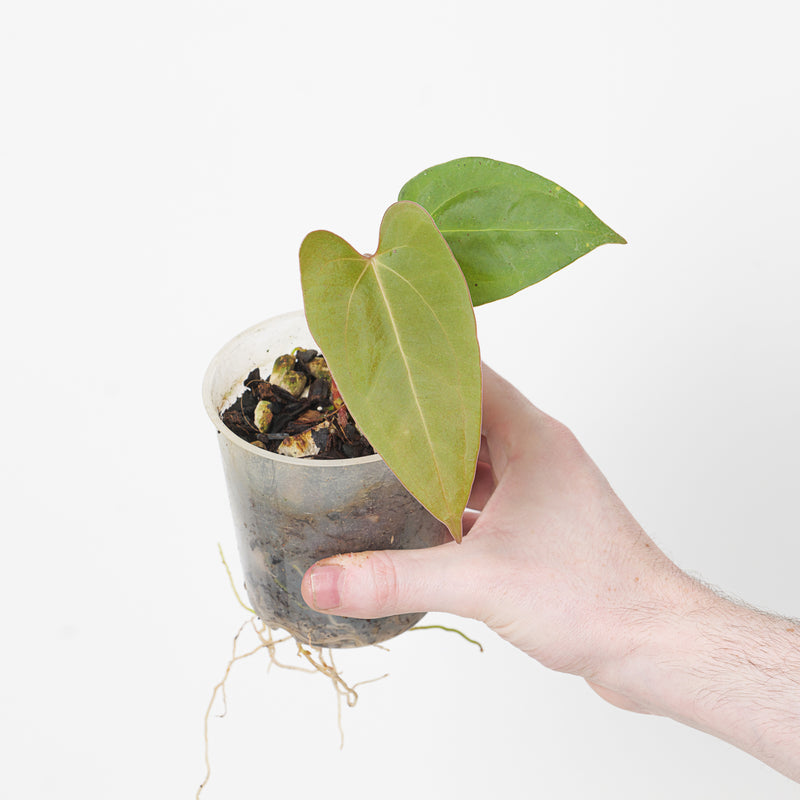Anthurium (cerrocampanense x papillilaminum) x papillilaminum seedling — 9cm