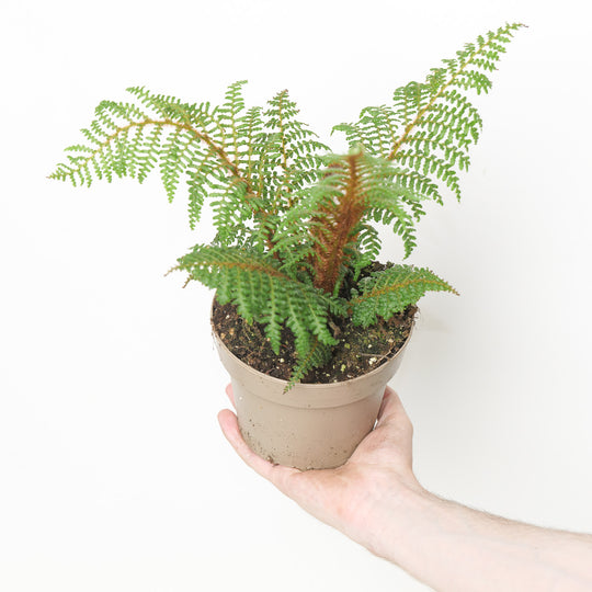 Cyathea tomentosissima
