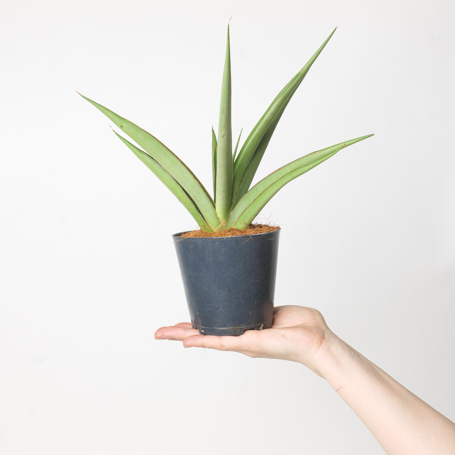 Sansevieria cylindrica 'Silver Syreni' Plants GrowTropicals