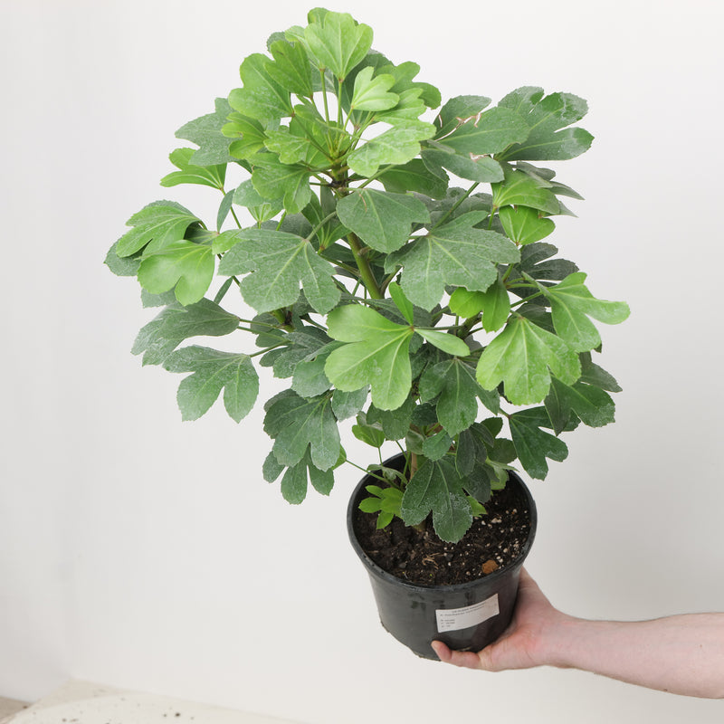 Pseudopanax 'Cyril Watson' 17cm / 2L Plants - Outdoor GROW TROPICALS