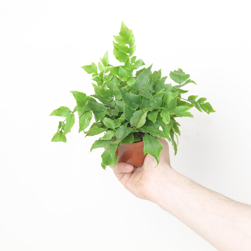 Cyrtomium fortunei 'clivicola' — 8.5cm / 0.5L