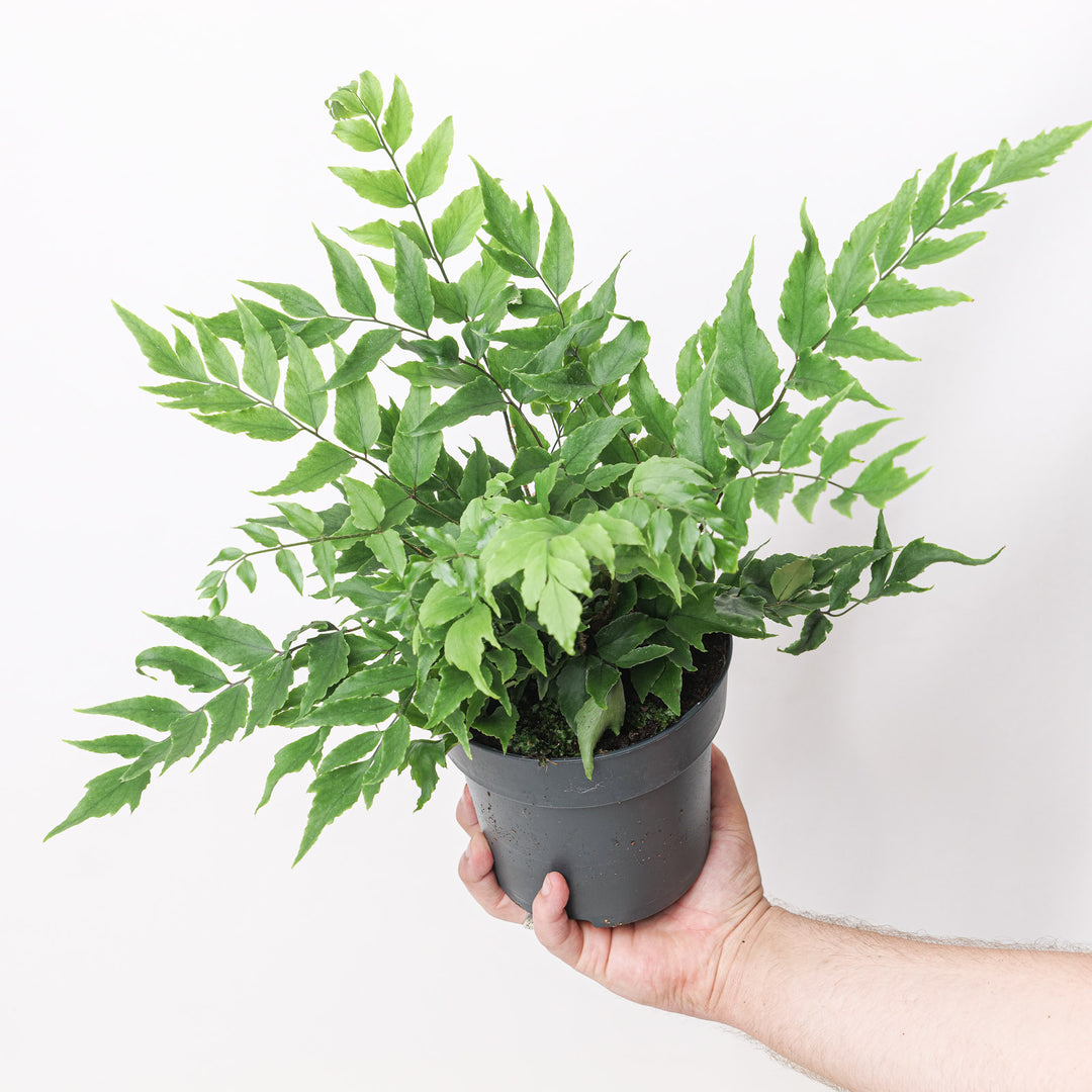 Cyrtomium fortunei 'clivicola' 15cm / 1.5L Plants - Outdoor GROW TROPICALS