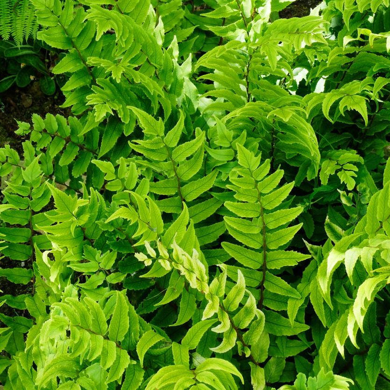 Cyrtomium fortunei 'clivicola' Plants - Outdoor GROW TROPICALS