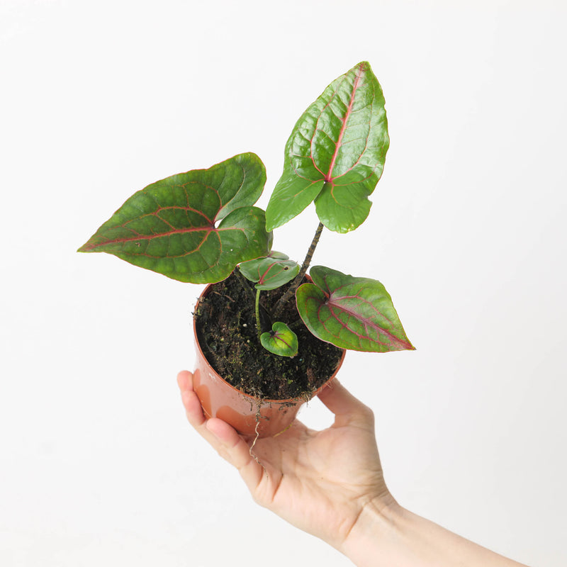 Cyrtosperma johnstonii 10.5cm Plants GrowTropicals