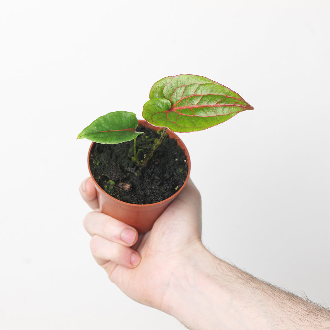 Cyrtosperma johnstonii 8.5cm Plants GrowTropicals