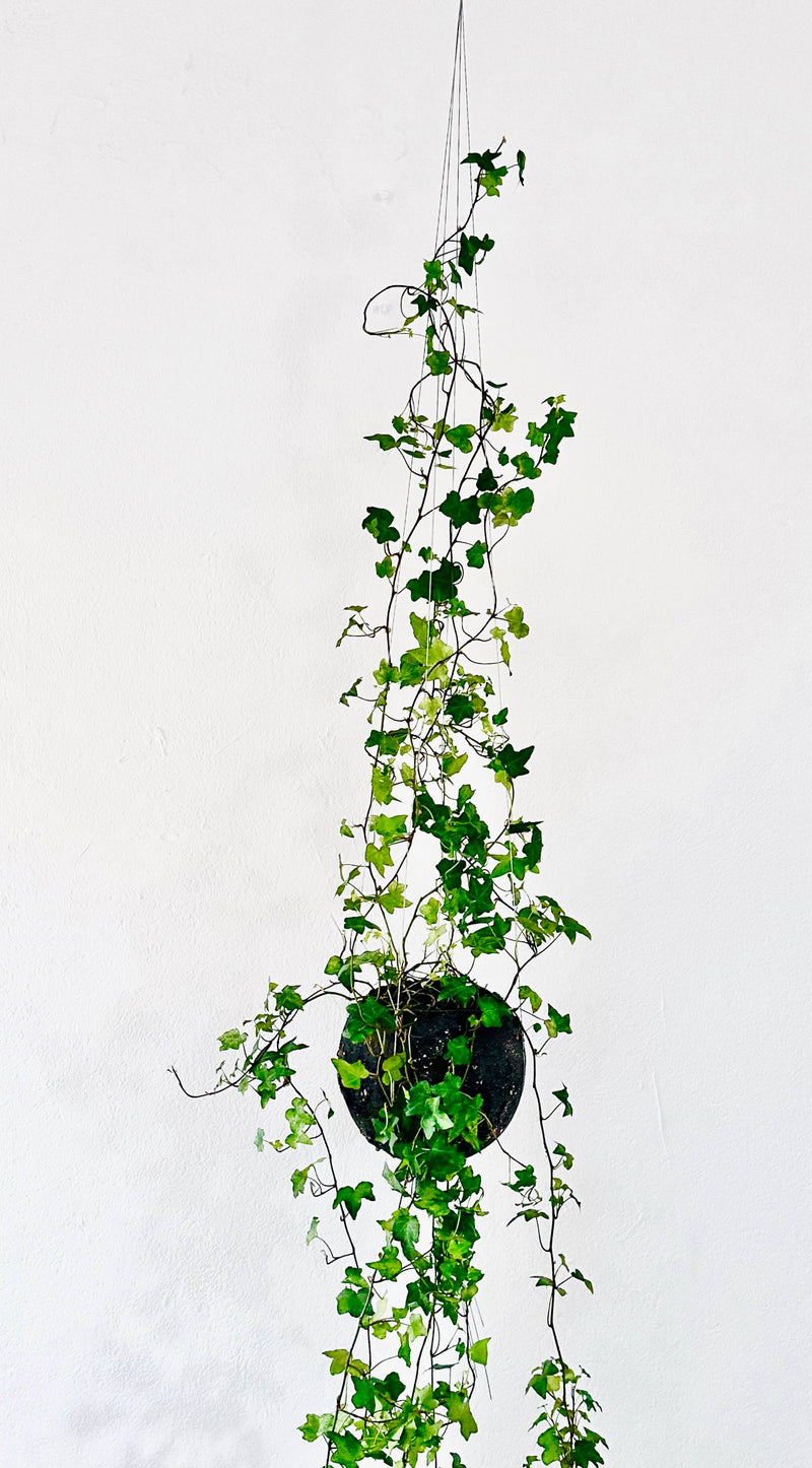 Bella Minimalist Wire Plant Pot Hanger Pots & Planters The Planted House