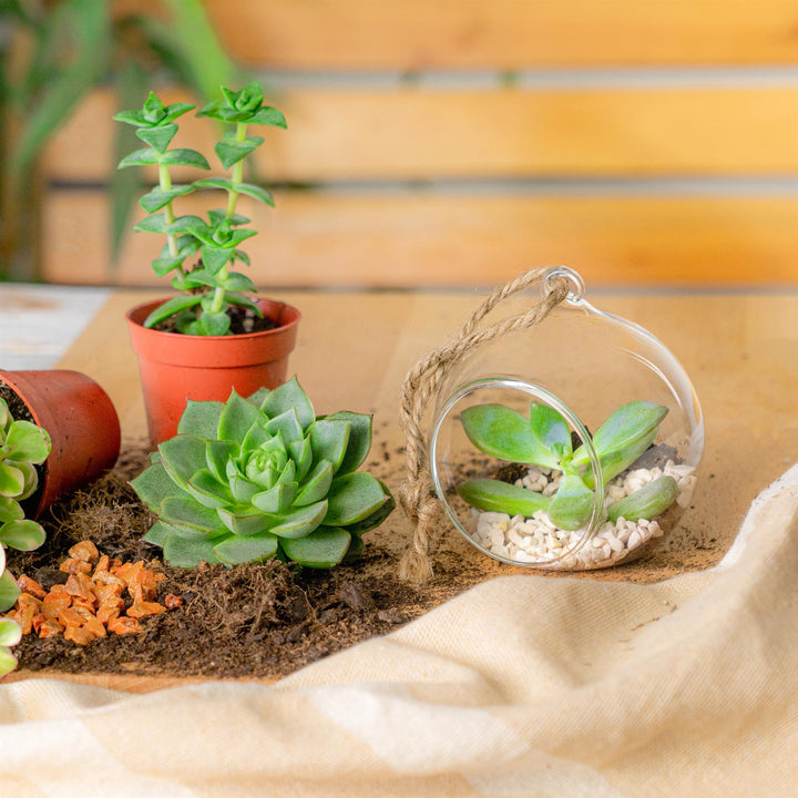 Terrarium Bauble - 8cm Pots & Planters Nicola Spring