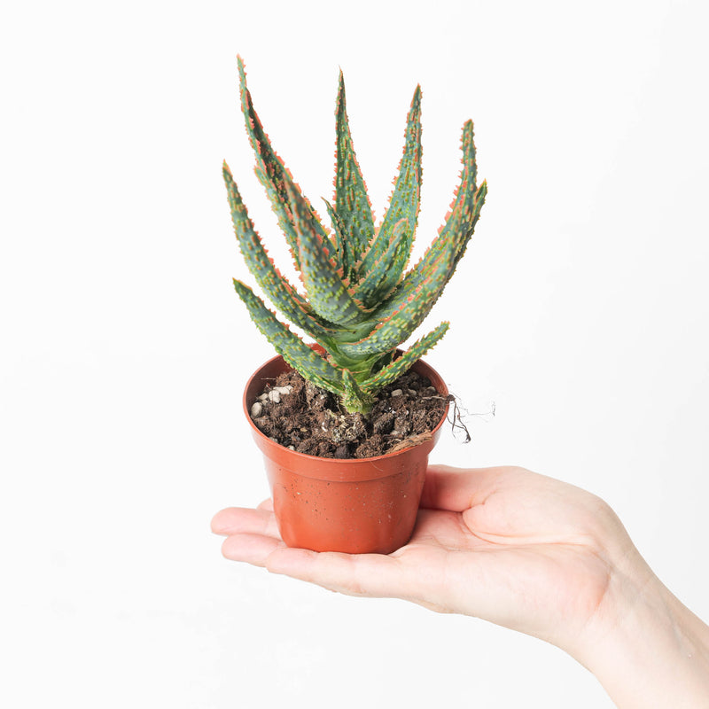 Aloe zebrina 'Danyz' 8.5cm Plants GrowTropicals