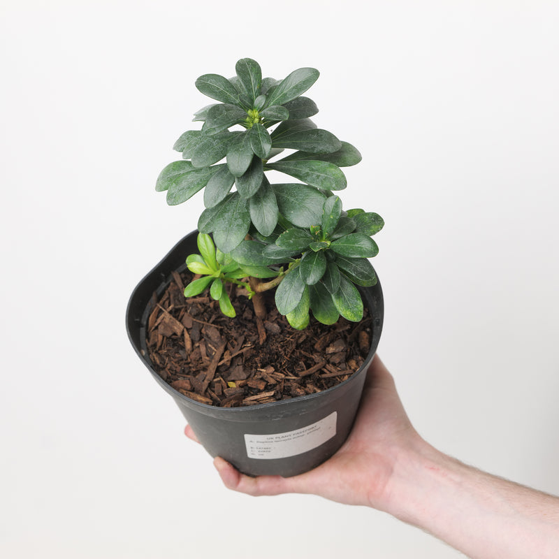Daphne laureola subsp. philippi Plants - Outdoor GROW TROPICALS