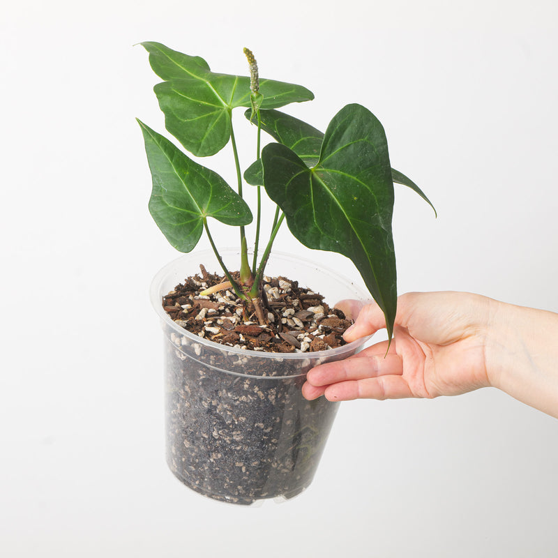 Anthurium (Clarinervium x Pterodactyl) x Clarinervium 12cm / #1 Plants GrowTropicals