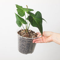 Anthurium (Clarinervium x Pterodactyl) x Clarinervium