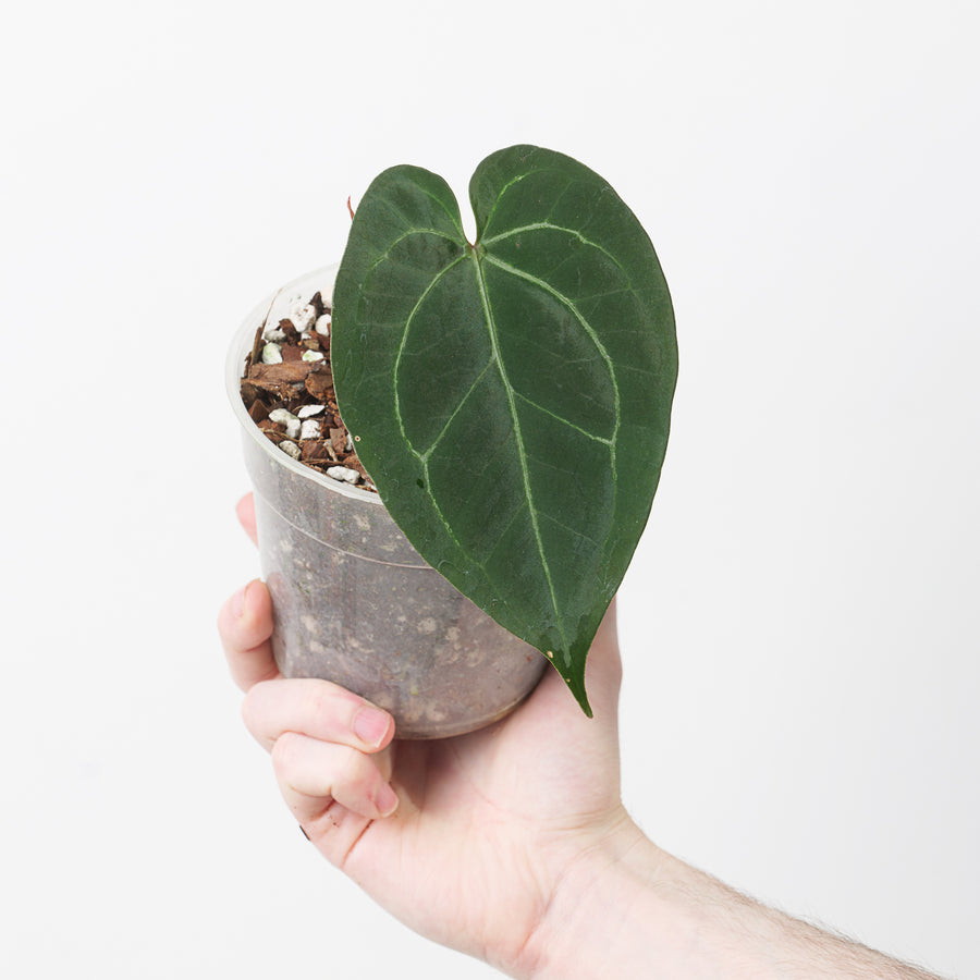 Anthurium Crystallinum 'Dark Silver' 12cm Plants GrowTropicals