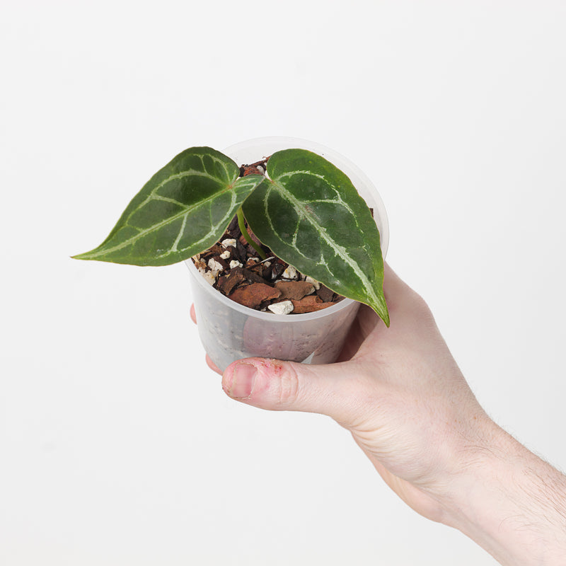 Anthurium Crystallinum 'Dark Silver' — 9cm
