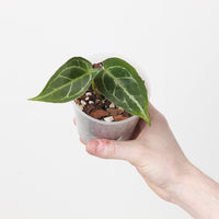 Anthurium Crystallinum 'Dark Silver'
