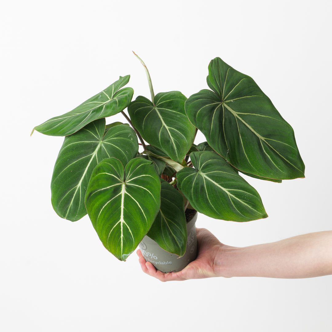 philodendron dark form gloriosum Philodendron gloriosum 'Dark Form'