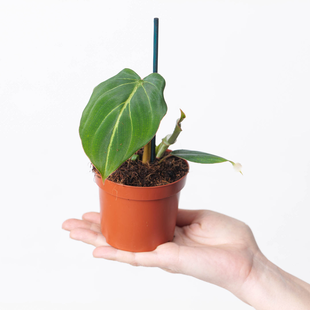 philodendron dark form Philodendron gloriosum 'Dark Form'
