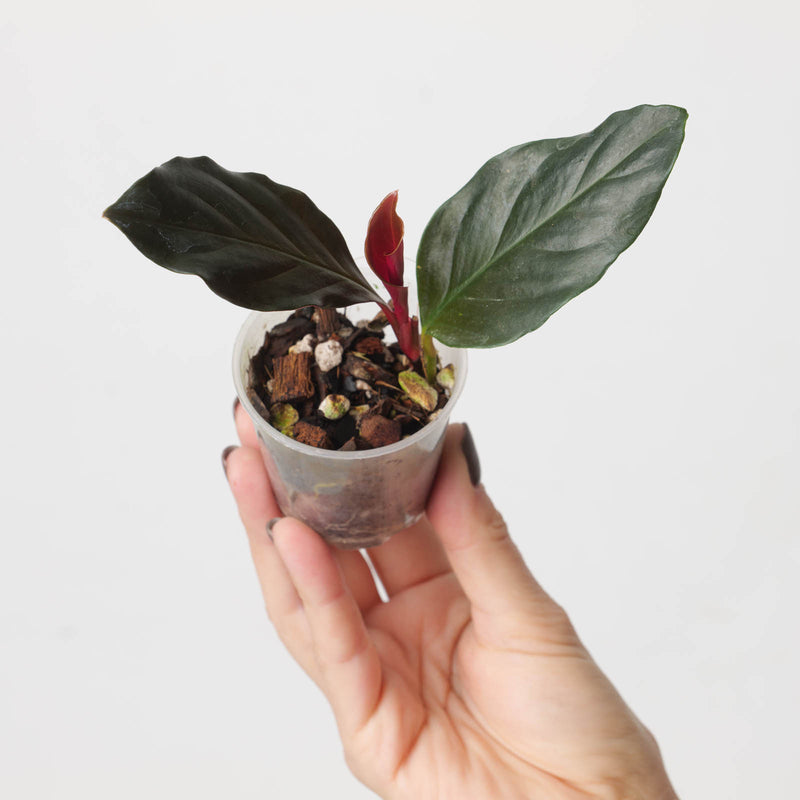 Rhodospatha sp. 'Dark Glossy' 6cm Plants GrowTropicals