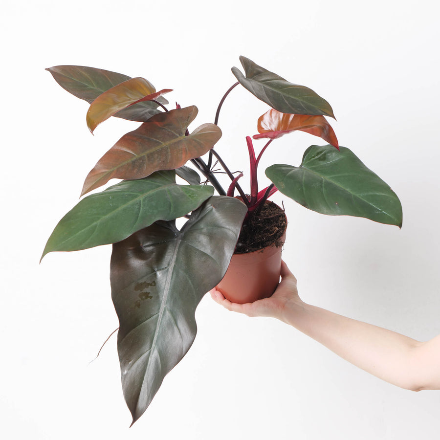Philodendron 'Dark Lord' - GROW TROPICALS