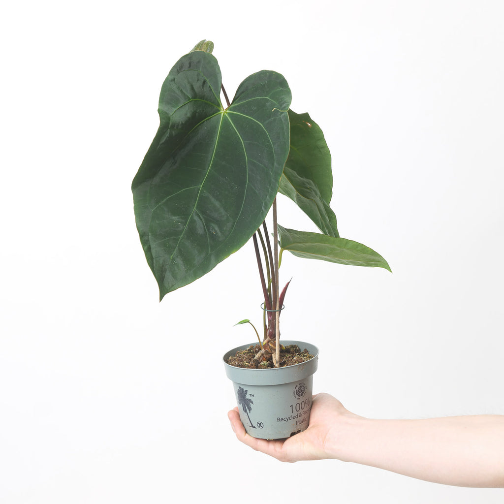 anthurium magnificum dark form Anthurium Magnificum x Dark Phoenix | Plants