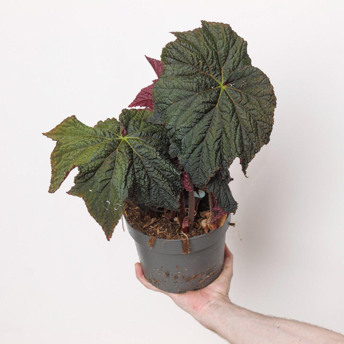 Begonia 'Darkside of the Moon' | Plants - Outdoor | GrowTropicals.com