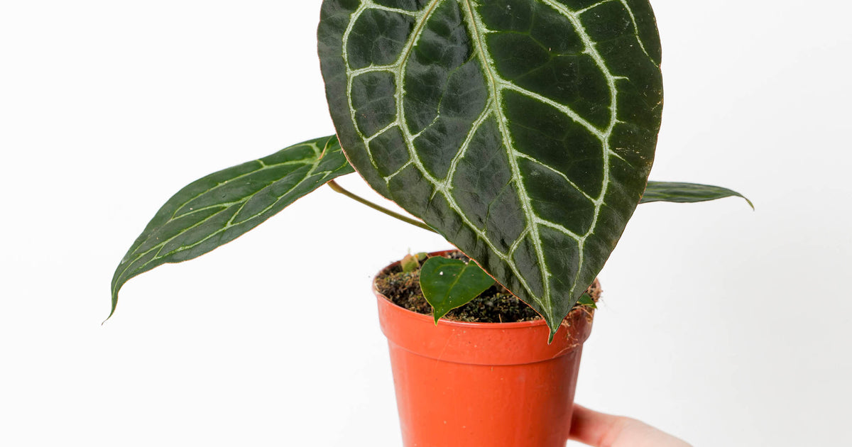 Anthurium Crystallinum 'Dark Silver' Round | Plants