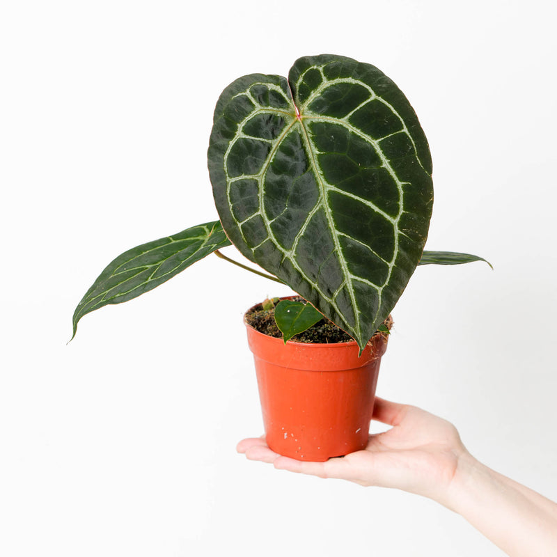Anthurium Crystallinum 'Dark Silver' Round 12cm Plants GrowTropicals