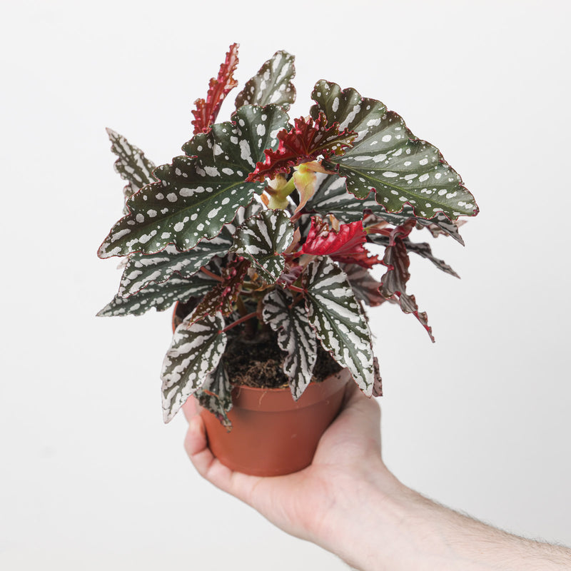 Begonia 'Spotlight Dark' 12cm Plants GrowTropicals