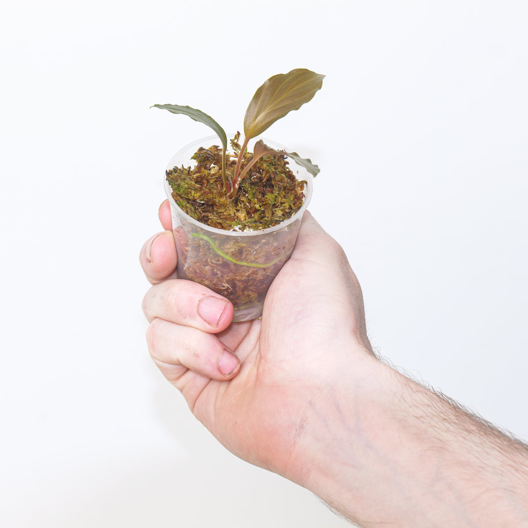 Homalomena sp. Dark Wavy 6cm Plants GrowTropicals