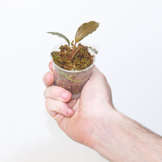 Homalomena sp. Dark Wavy 6cm Plants GrowTropicals