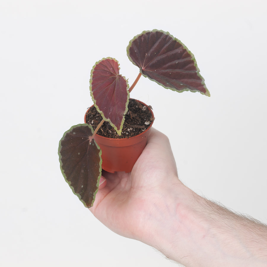 Begonia darthvaderiana 'Green Spots' Plants GrowTropicals