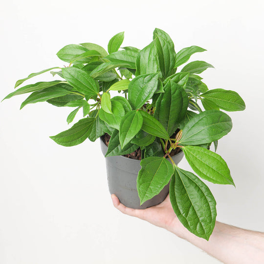 Viburnum davidii 17cm / 2L Plants - Outdoor GROW TROPICALS