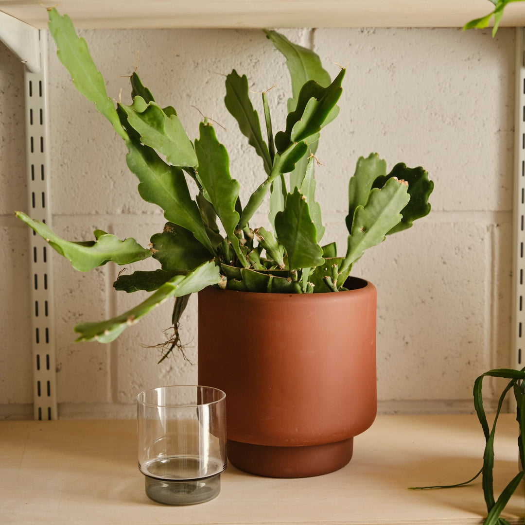 Aaron Probyn Botany Pot Medium - Dark Terracotta Pots & Planters Aaron Probyn