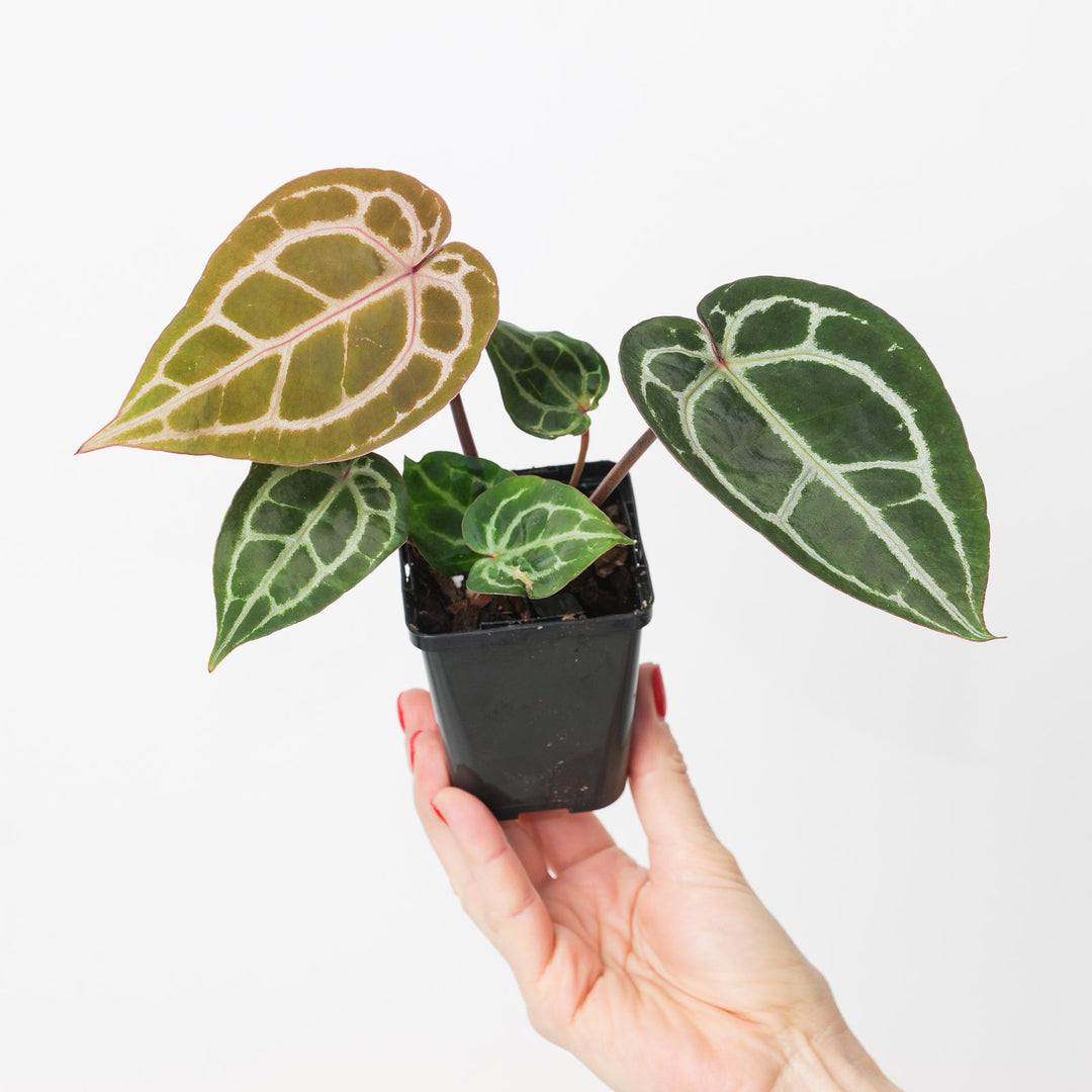anthurium doc bloc Anthurium Michelle® by DocBlock® | Plants