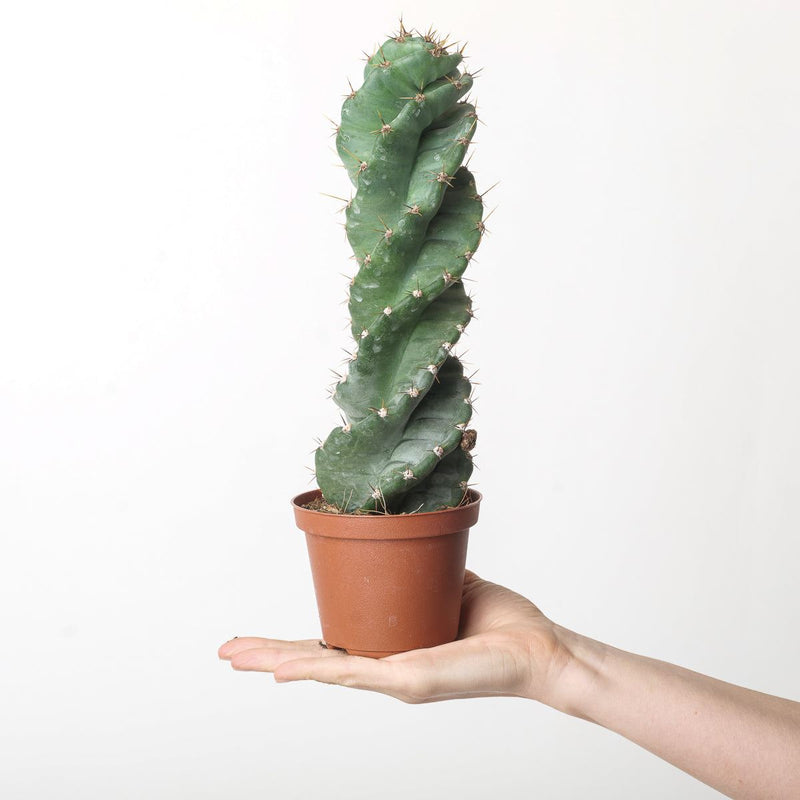 Cereus forbesii 'Spiralis' 10.5cm Plants Growtropicals