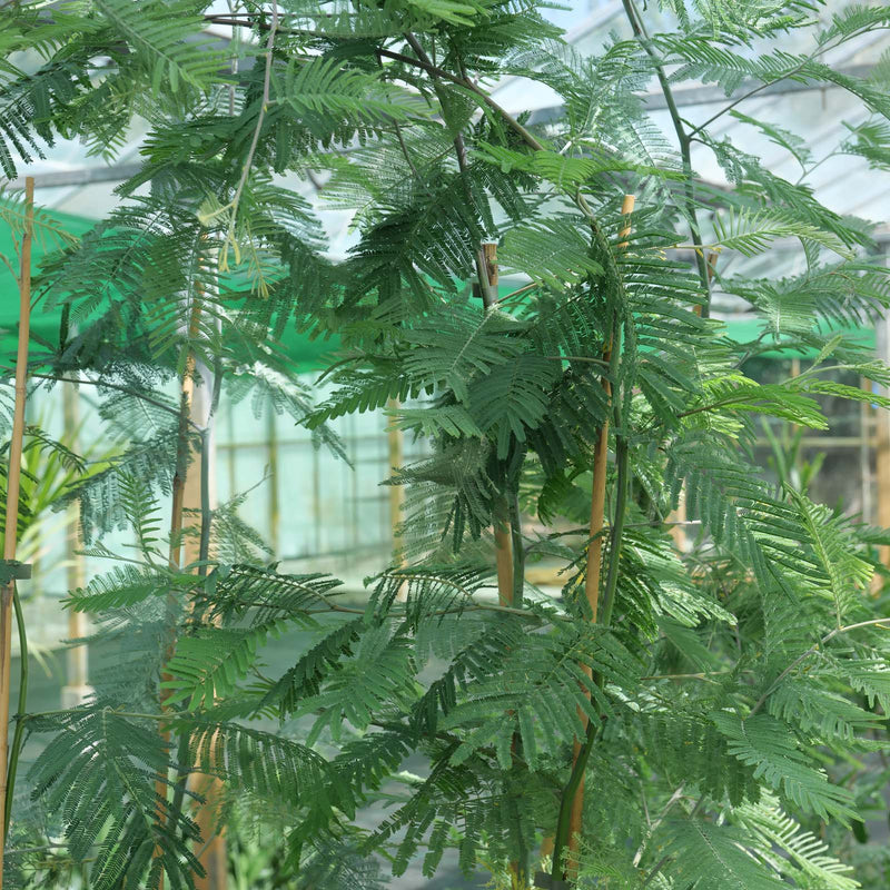 Acacia dealbata (Mimosa / Silver Wattle) Plants - Outdoor GROW TROPICALS