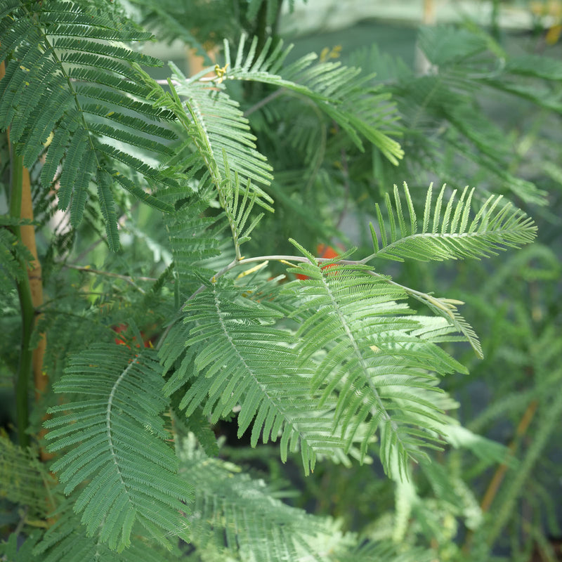 Acacia dealbata (Mimosa / Silver Wattle) Plants - Outdoor GROW TROPICALS
