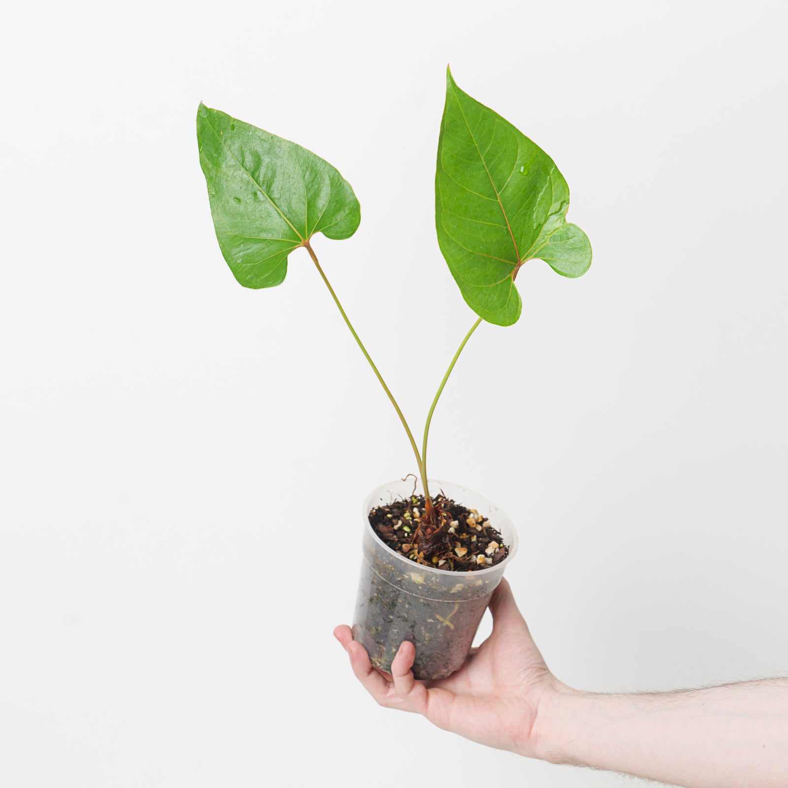 anthurium decipiens Anthurium decipiens | Plants