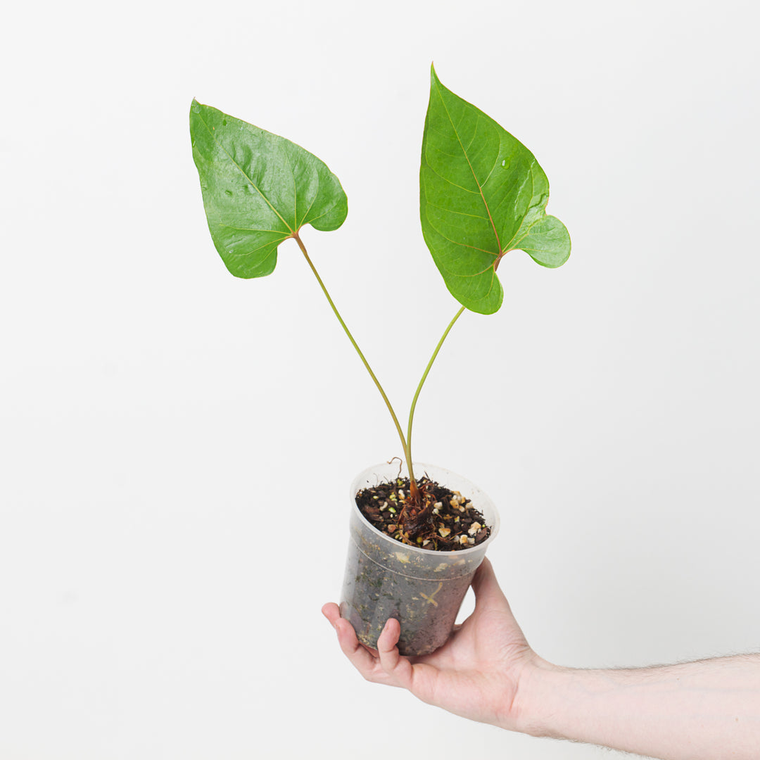anthurium decipiens vs salgarense Anthurium decipiens
