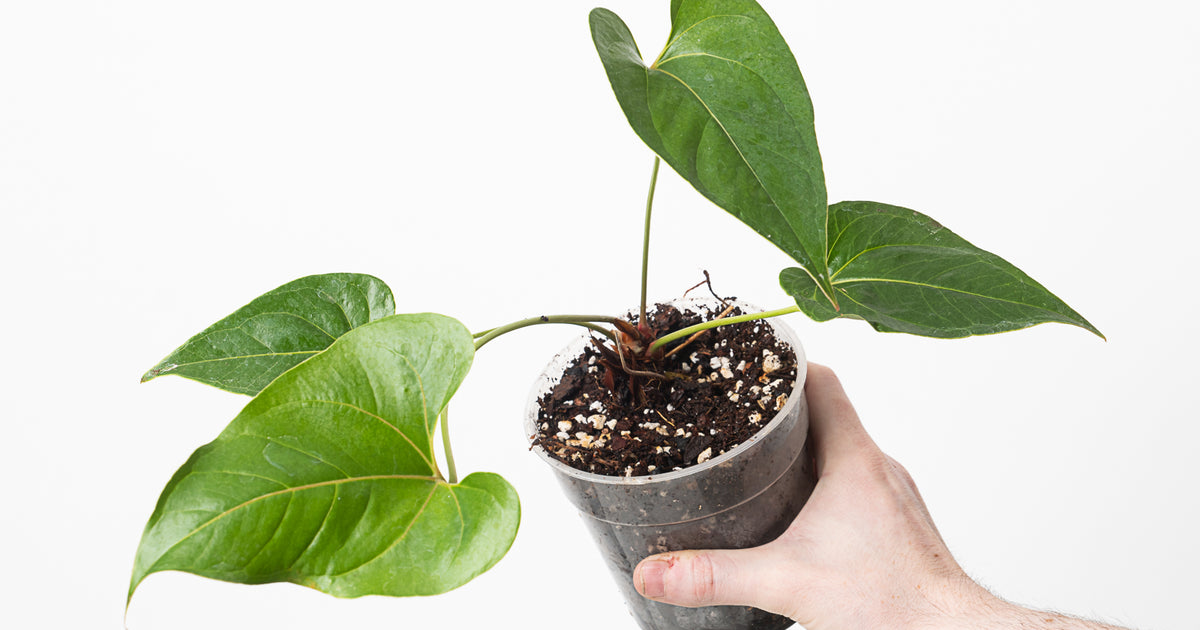 anthurium decipiens vs salgarense Anthurium decipiens | Plants