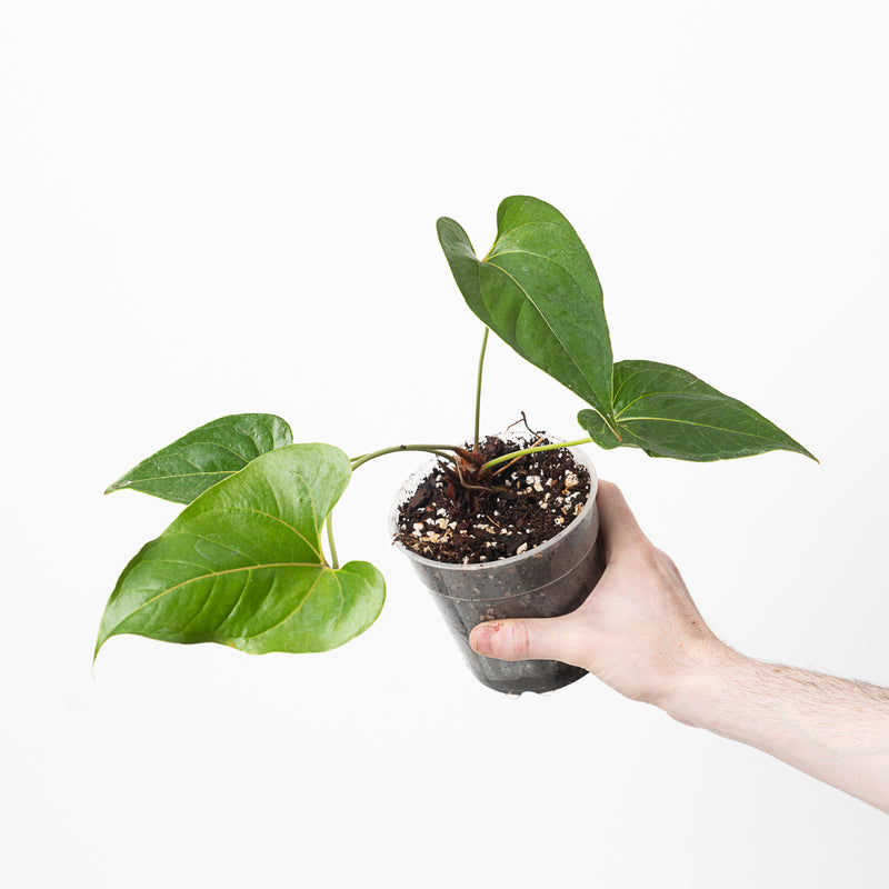 Anthurium decipiens 9cm Plants GrowTropicals