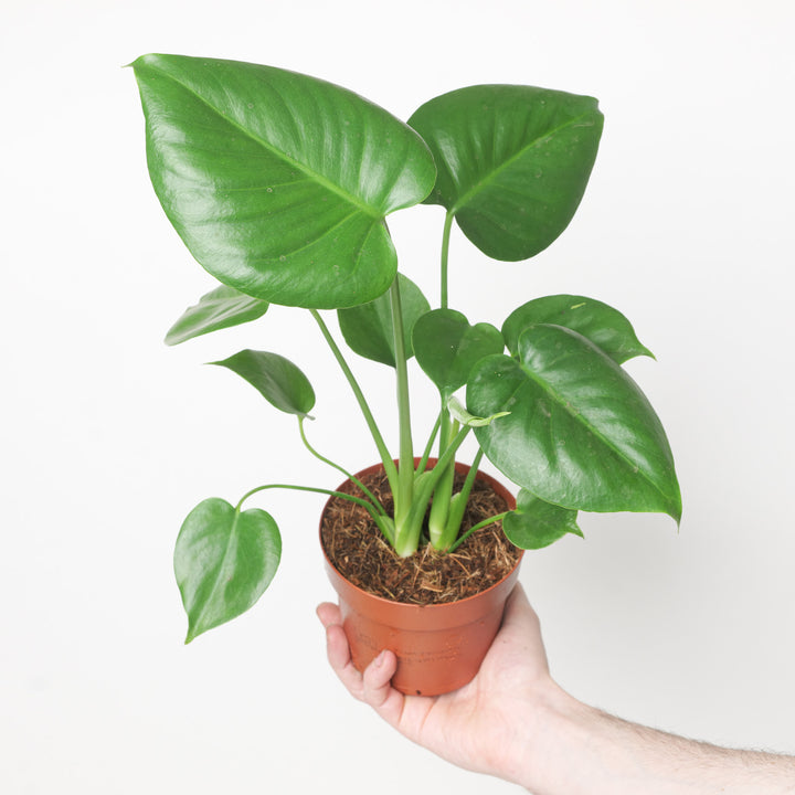 Monstera Deliciosa | Swiss Cheese Plant 12cm Plants GrowTropicals