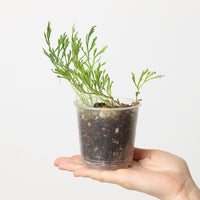 Selaginella sp. aff. delicatula