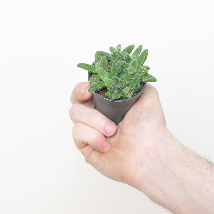 Delosperma echinatum Plants GrowTropicals