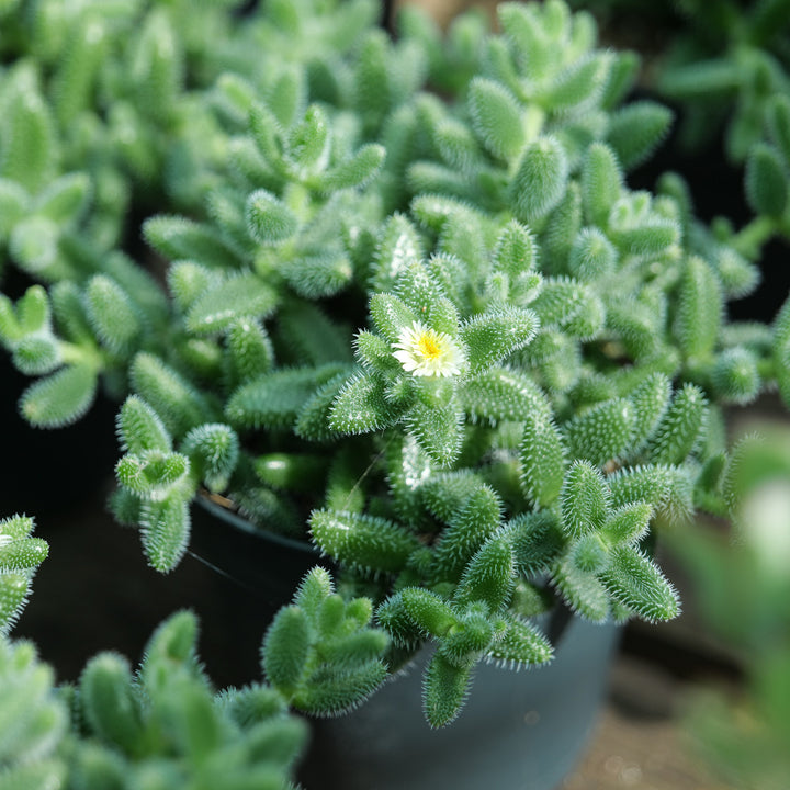 Delosperma echinatum