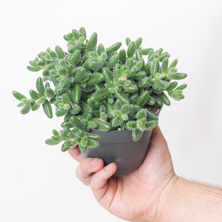 Delosperma echinatum