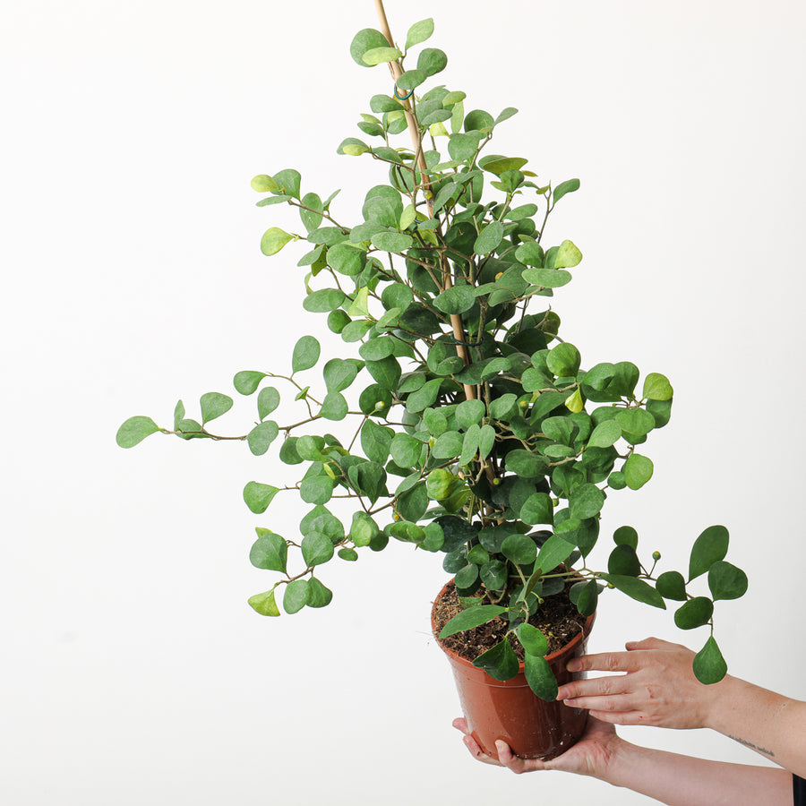 Ficus deltoidea - GROW TROPICALS