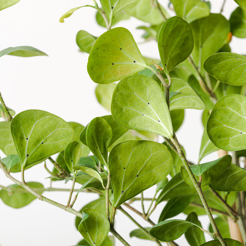 Ficus deltoidea Plants GrowTropicals