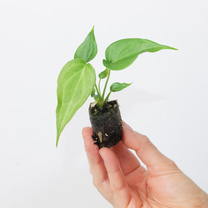 Anthurium 'Delta Force' Plants GrowTropicals