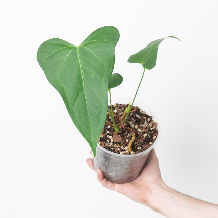 Anthurium 'Delta Farce' 15cm A2 Plants GrowTropicals