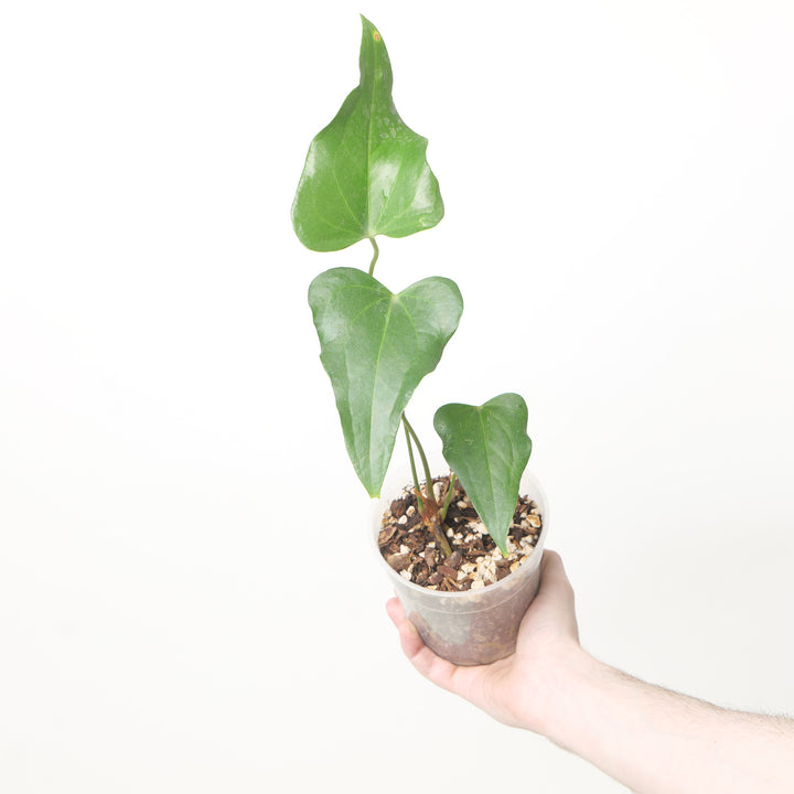 Anthurium 'Delta Parian' 12cm #4 Plants GrowTropicals